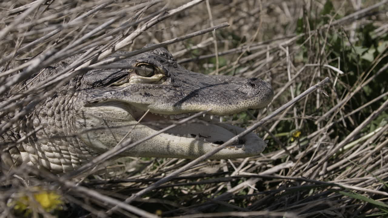 cocodrilo escondido en los arbustos del pantano para una emboscada
