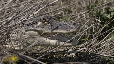 gator hiding in swamp bushes for ambush