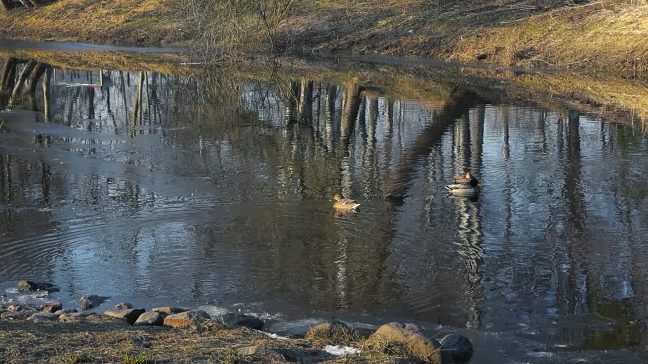 Mallard ducks swimming in a dark cold small river water during a sunny day at winter with some snow and ice visible on the riverbanks. The water is reflecting the trees and sky during this sunny day.