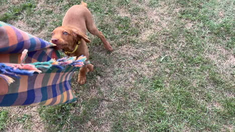 Hungarian-Vizsla-puppy-playing-in-the-garden-on-a-sunny-day