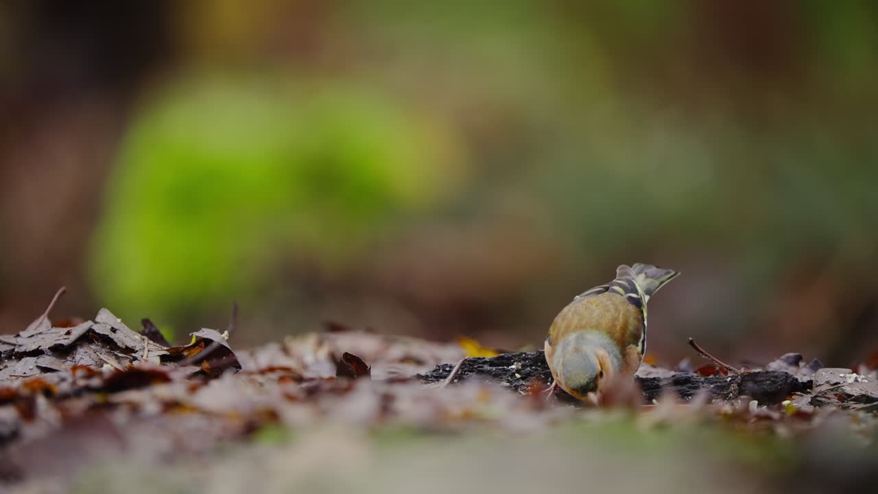 Great tit and chaffinch perch together on mossy branch, colorful forest backdrop in autumn