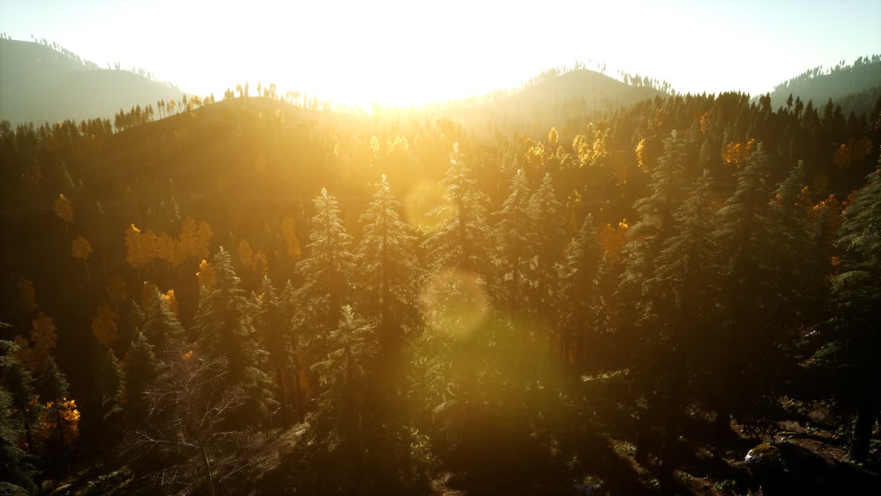 해질녘 산에 있는 소나무 숲 위로 공중 드론 보기 비행