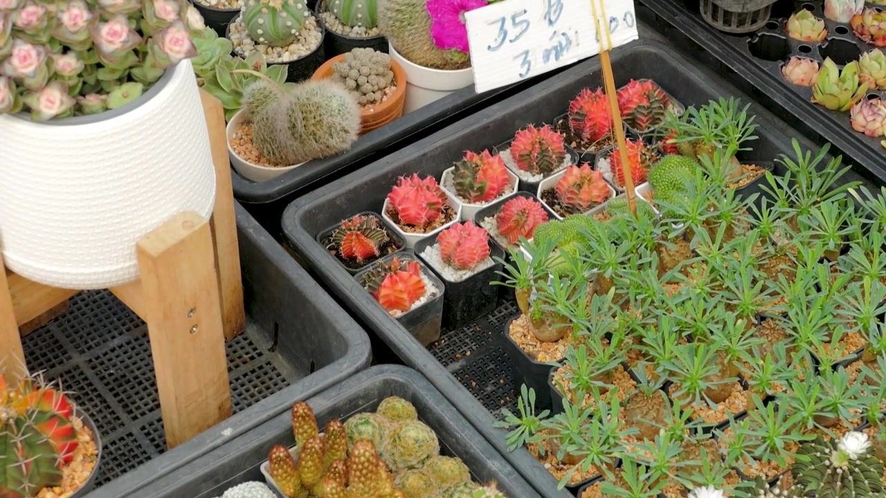 棚に飾られた鉢植えのサボテンと小さな植物