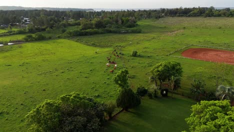 Ein-Herrliches-Feld-In-Argentinien,-Auf-Dem-Friedlich-Grasende-Kühe-Und-Pferde-Zu-Sehen-Sind