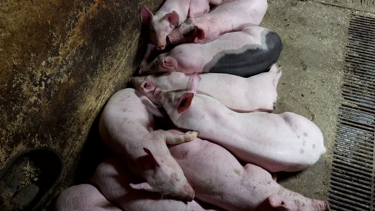 Group of white piglets resting on a farm raising for meat production