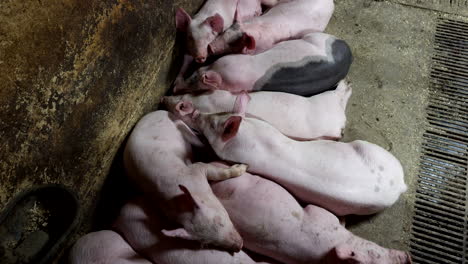 group of white piglets resting on a farm raising for meat production