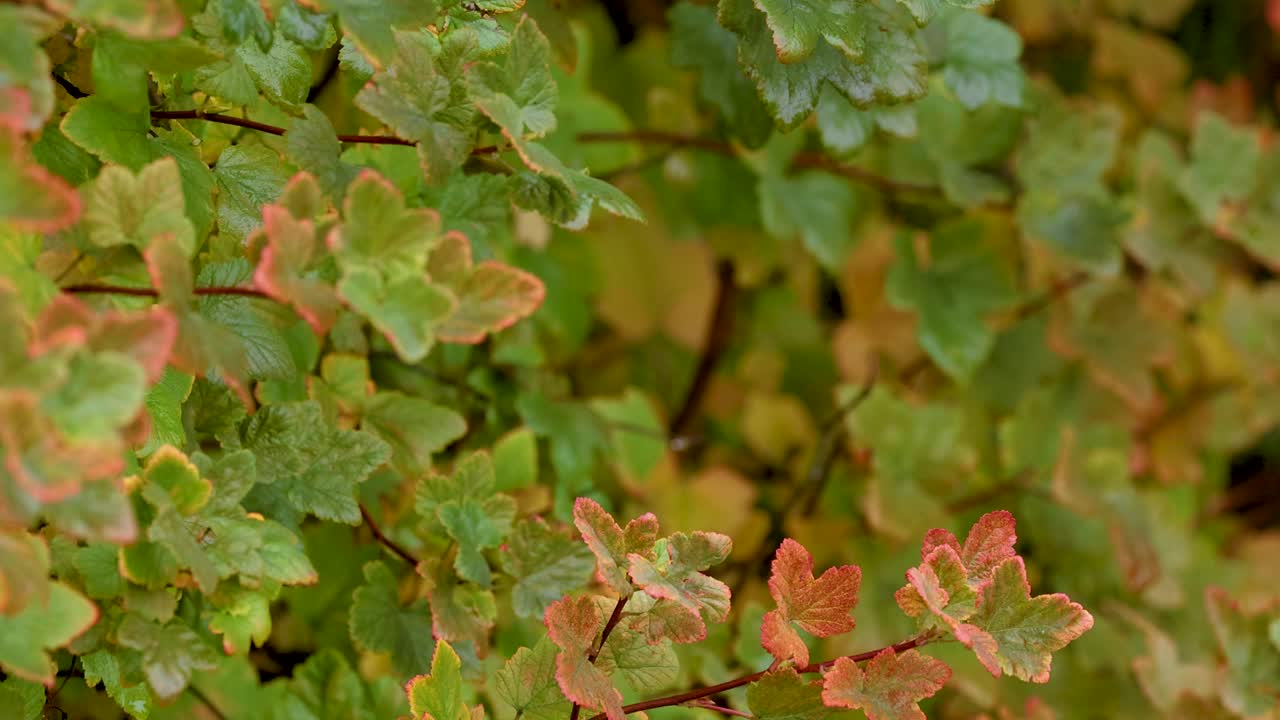 Vibrant autumn leaves gently sway in the breeze at Lake Tekapo, showcasing nature's colorful transition in a serene environment