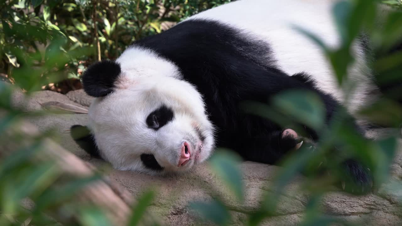 mirando a través de la toma capturando un lindo y adorable perezoso