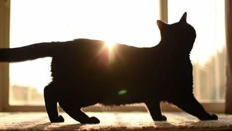 a black cat stretches gracefully as golden sunlight streams through a window, illuminating its silhouette and creating a serene atmosphere in a cozy living room.