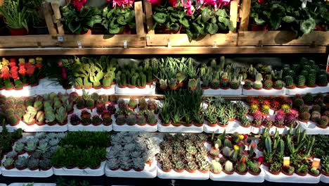 flower shop succulent cactus shop, green market, flower market