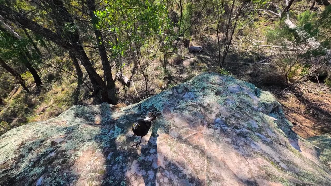 A pied currawong lands and walks across a sunny rocky outcrop in bushland.
