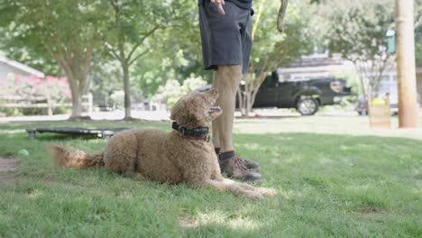 a dog trainer throws a toy and their poodle runs out of frame to retrieve the toy on his command