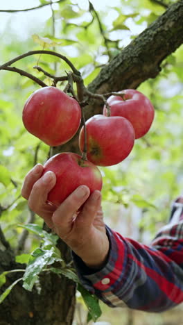 mature caucasian man in cap takes red ripe apples from a tree. gathering fruit in autumn. vertical video