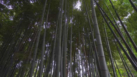 some of the bamboo forests in the buddhist temples of japan reach a considerable height, the sound of the wind in their leaves is unique.