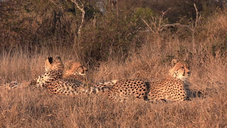 Eine-Gruppe-Geparden,-Die-Zusammen-In-Freier-Wildbahn-Faulenzen