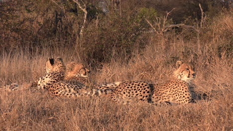 un grupo de guepardos descansando juntos en la naturaleza