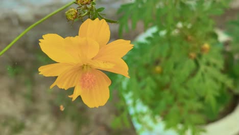closeup of yellow cosmos sulphureus flower it's a species of flowering plant in the sunflower family, its also known as sulfur cosmos and yellow cosmos.