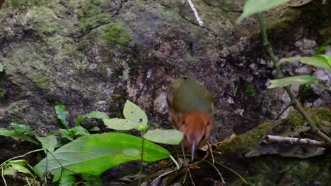 the rusty-naped pitta is a confiding bird found in high elevation mountain forests habitats, there are so many locations in thailand to find this bird