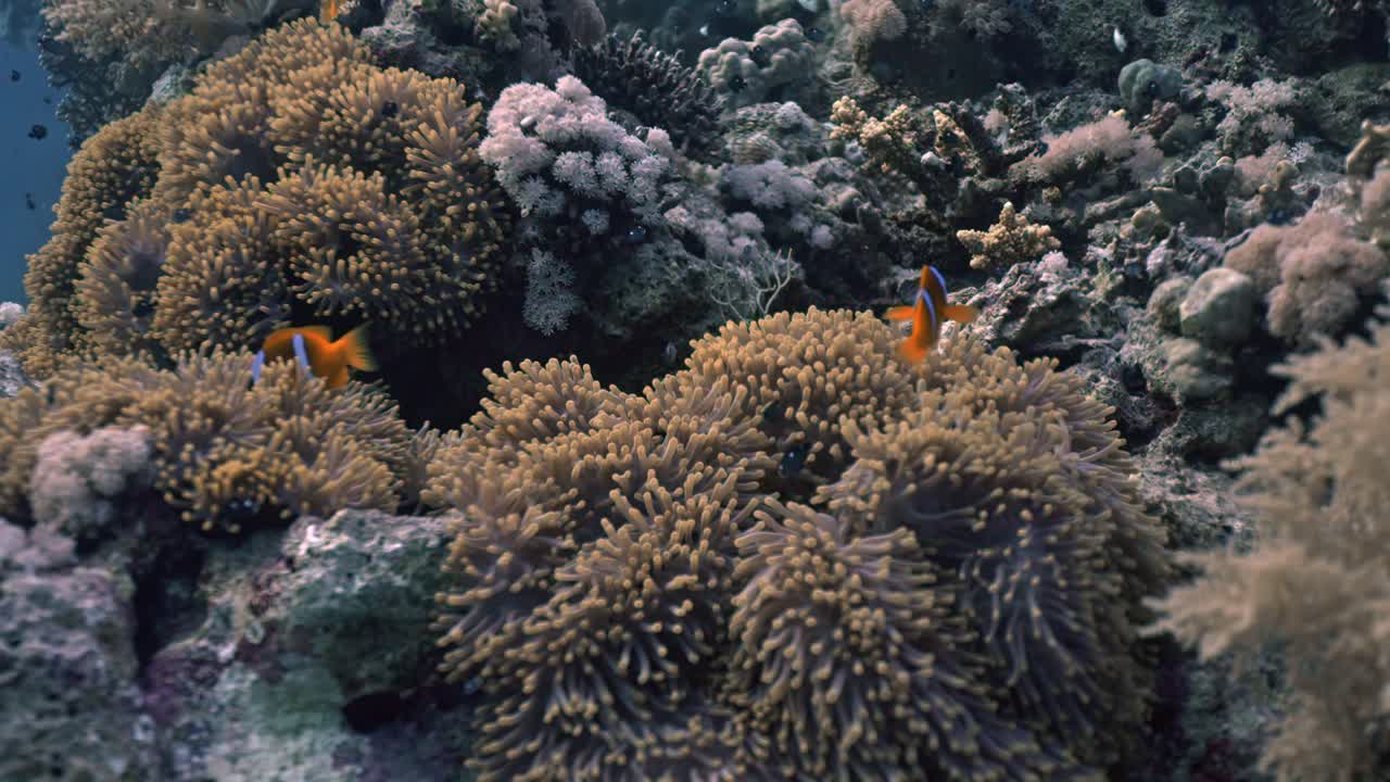 Il pesce anemone del Mar Rosso (Amphiprion bicinctus), noto anche come pesce pagliaccio fasciato, è endemico del Mar Rosso. Questo pesce si identifica facilmente grazie al suo corpo giallo-arancione e alle sue due fasce bianche verticali.