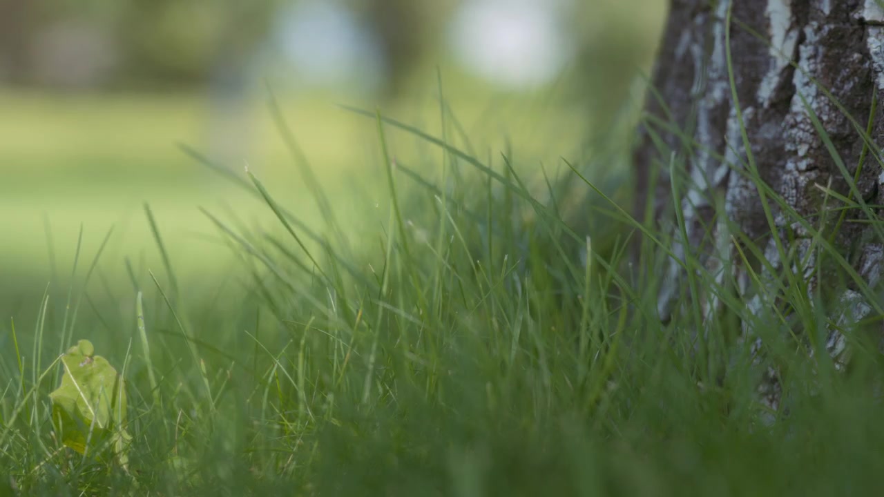 Erba verde mossa dal vento