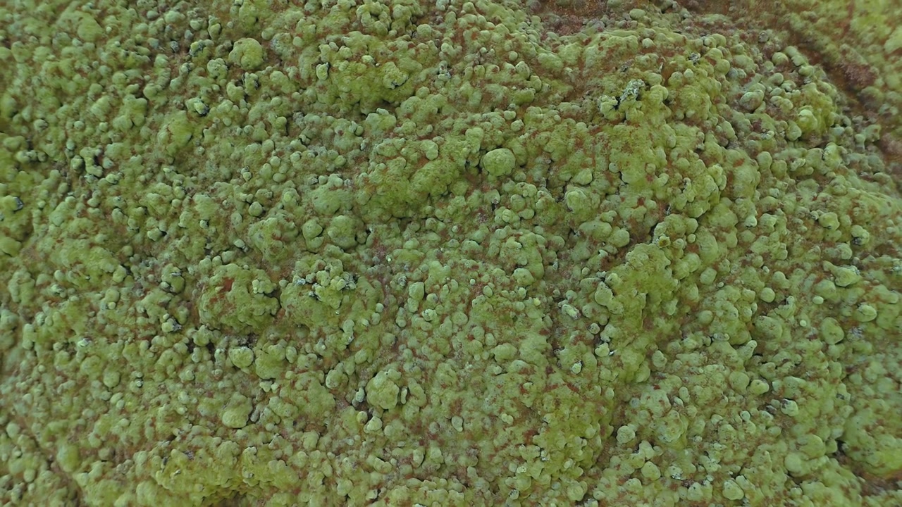 Filmato drone di un campo di muschio verde vibrante, che mostra texture e motivi naturali dall'alto. Paesaggio aereo pacifico ideale per temi di natura, sfondo e ambientali.