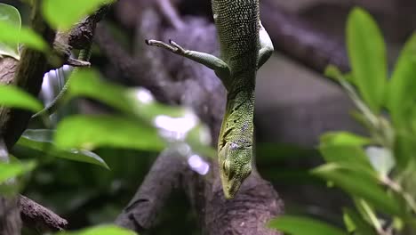 emerald tree monitor hanging from a tree branch on its habitat