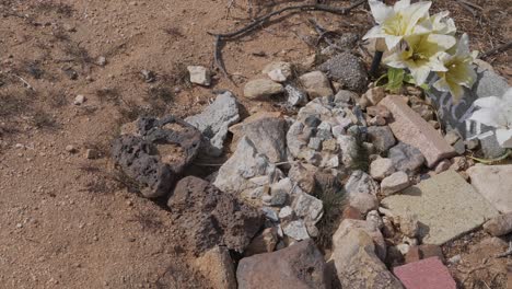 pet gravesite lucky cemetery
