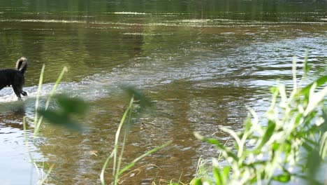 dog running in the river in the summertime. no movement camera.