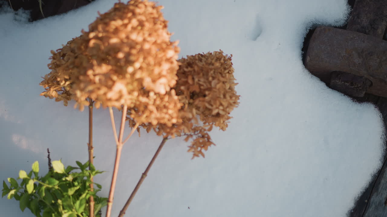 Giardino invernale con ortensie in fiore. Scena di giardino ghiacciato con luce solare e piante essiccate. Ambiente di giardino esterno ghiacciato che evidenzia ortensie illuminate dal sole e strutture in legno stagionato.