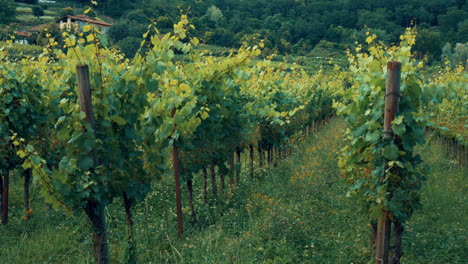 panoramic view in the valley of winery vineyard in the summer