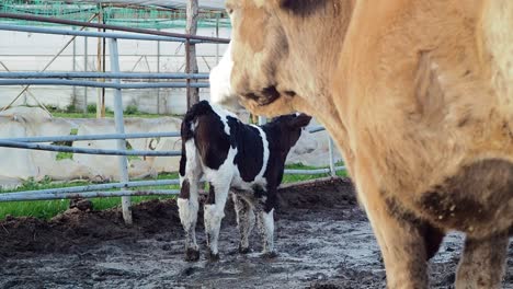 Madre-Vaca-Y-Su-Ternero-En-El-Barro