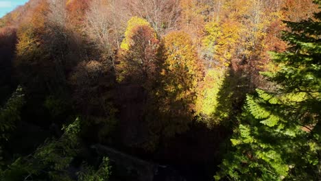 FPV-drone-passing-between-two-green-trees-surrounded-by-brown-trees-in-a-fall-forest