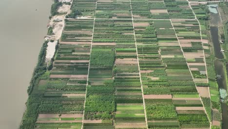 Filas-De-Múltiples-Campos-De-Arroz,-Barrio-De-Tam-Xa,-Hanoi,-Vietnam