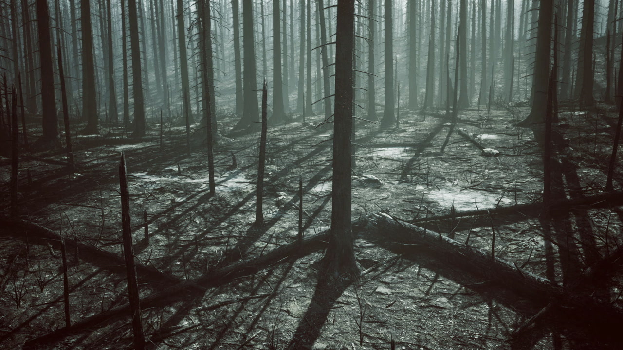 Dusky green hues fill thick pine forest with shadows and veiling mist throughout