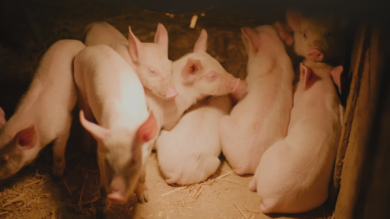 새끼 돼지 들 은 창고 에