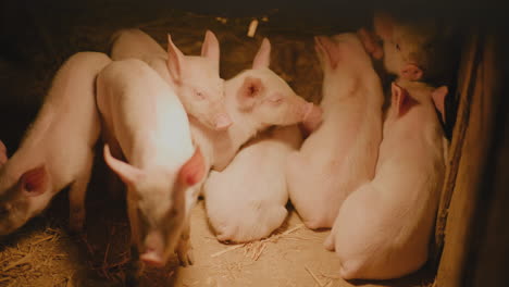 cerdos pequeños en un corral