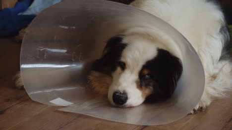 injured dog rests on the floor looking sad wearing a plastic cone, medium shot