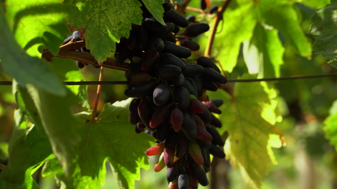 gran racimo de uvas de dedos de brujas madurando entre coloridas hojas verdes en el viñedo en un día soleado