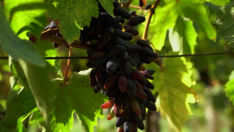 gran racimo de uvas de dedos de brujas madurando entre coloridas hojas verdes en el viñedo en un día soleado