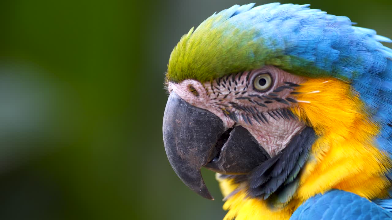 그의 머리를 흔들고 앞을 쳐다보고 아름다운 파란색과 노란색 마코의 닫습니다