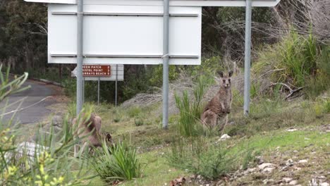 two kangaroos feeding on the side of the road at booderee national park australia feeding, handheld stable shot