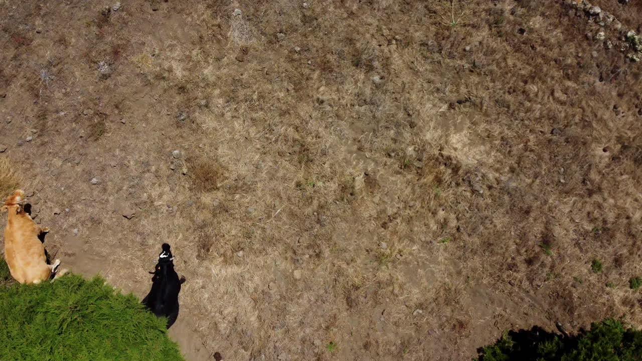 푸른 나무 그늘에 있는 마른 갈색 잔디에 있는 뜨거운 태양으로부터 숨어 있는 다양한 색깔의 소 떼가 드론에서 내려다 보입니다.