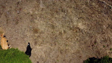 rebaño de vacas de diferentes colores escondiéndose del sol caliente en la hierba marrón seca a la sombra de árboles verdes, vista desde el dron