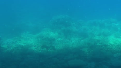 una vista de arrecifes de coral bajo el mar, tiro de cerca