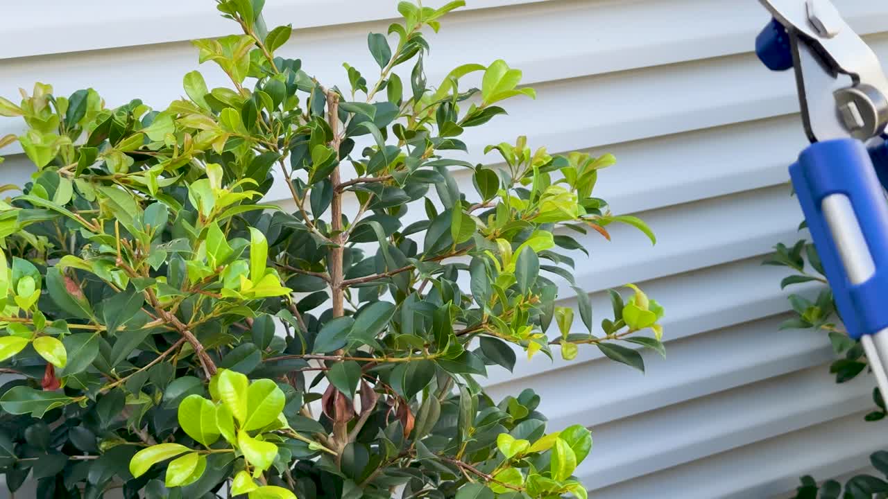 A person uses long-handled loppers to trim a leafy shrub in bright outdoor light, with a corrugated metal fence as the background. Static close-up shot