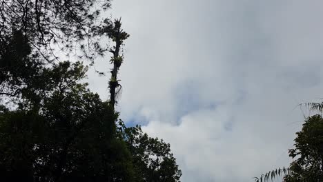 Tilt-down-shot-from-fast-moving-cloud-set-against-a-blue-sky-with-silhouetted-swaying-tree-to-green-forest-trees-landscape