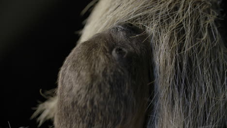 extreme close up of newborn baby sloth and mother snuggle