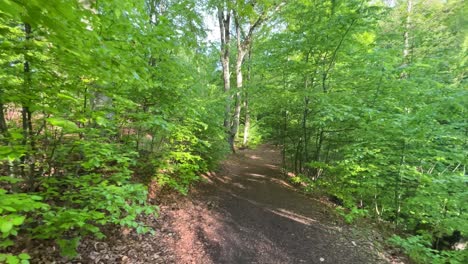 on-the-path-in-a-green-forest