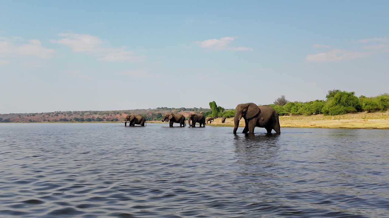 elefantes en el río en el parque nacional de chobe en kasane, botswana