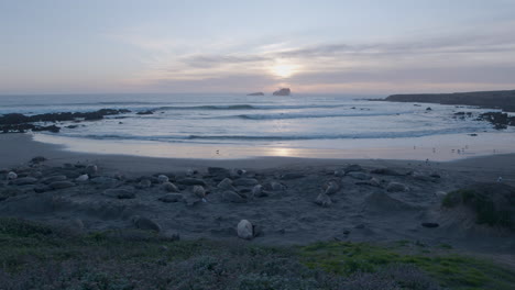 toma panorámica de elefantes marinos tendidos en la playa ubicada en la playa de elefantes marinos vista point al atardecer